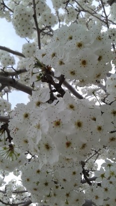 springblossom2
